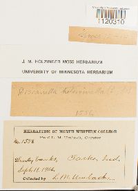 Dicranella heteromalla image