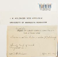 Dicranella heteromalla image