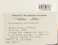 Dicranella heteromalla image