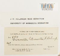 Dicranella heteromalla image