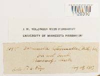 Dicranella heteromalla image