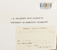 Dicranella heteromalla image