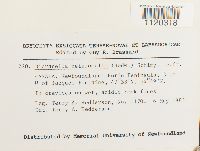 Dicranella heteromalla image