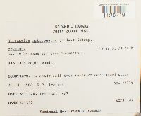 Dicranella heteromalla image