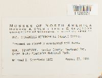 Dicranella heteromalla image