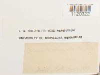 Dicranella heteromalla image