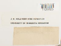 Dicranella heteromalla image