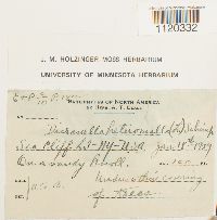 Dicranella heteromalla image