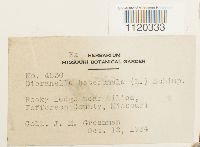 Dicranella heteromalla image