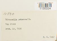 Dicranella heteromalla image