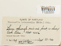 Dicranella heteromalla image