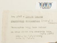 Dicranella heteromalla image