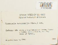 Dicranella heteromalla image