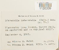 Dicranella heteromalla image