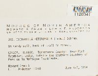 Dicranella heteromalla image