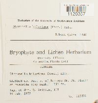 Dicranella hilariana image