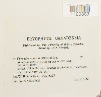 Dicranella rufescens image