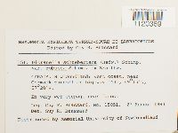 Dicranella schreberiana var. robusta image