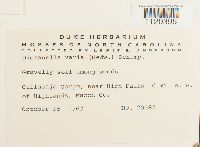 Dicranella varia image