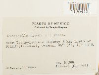 Dicranella hilariana image