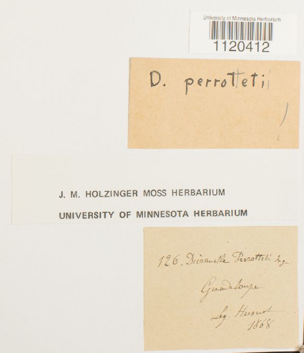 Dicranella perrottetii image