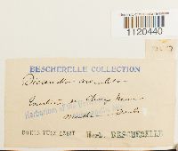 Dicranella cerviculata image