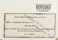 Dicranella cerviculata image