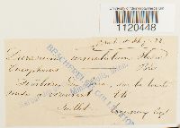 Dicranella cerviculata image