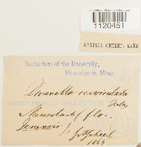 Dicranella cerviculata image