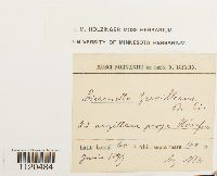 Dicranella grevilleana image