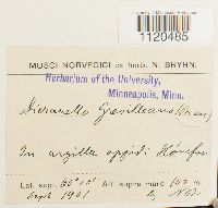 Dicranella grevilleana image