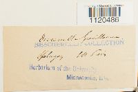 Dicranella grevilleana image