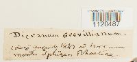 Dicranella grevilleana image