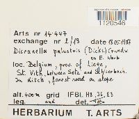 Dicranella palustris image