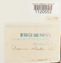 Dicranella schreberiana var. schreberiana image