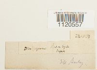 Dicranella palustris image