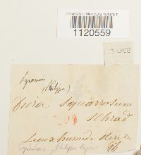 Dicranella palustris image