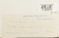 Dicranella palustris image