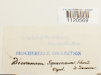 Dicranella palustris image