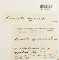 Dicranella palustris image