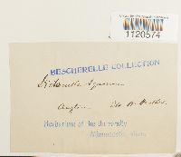 Dicranella palustris image