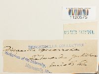 Dicranella palustris image