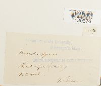 Dicranella palustris image