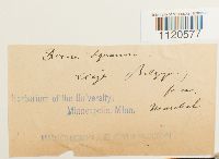 Dicranella palustris image