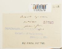 Dicranella palustris image