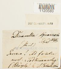 Dicranella palustris image