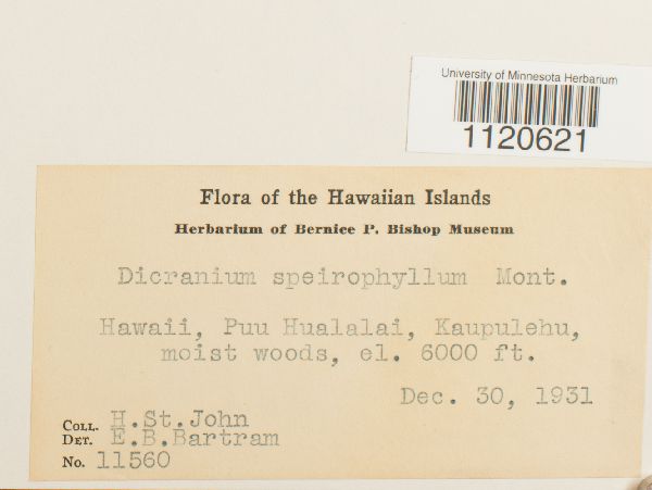 Dicranum speirophyllum image