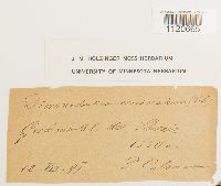 Dicranodontium uncinatum image