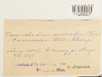 Dicranodontium uncinatum image