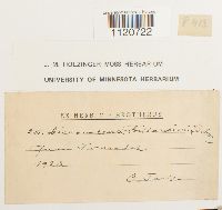 Media resource of Dicranoloma billardierei